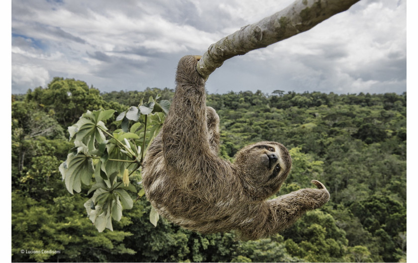 fot. Luciano Candisani, Sloth hanging out