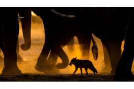fot. Sarah Skinner, "In the footsteps of giants", 1. miejsce w kategorii Ssaki /  GDT Wildlife Photographer of the Year 2017