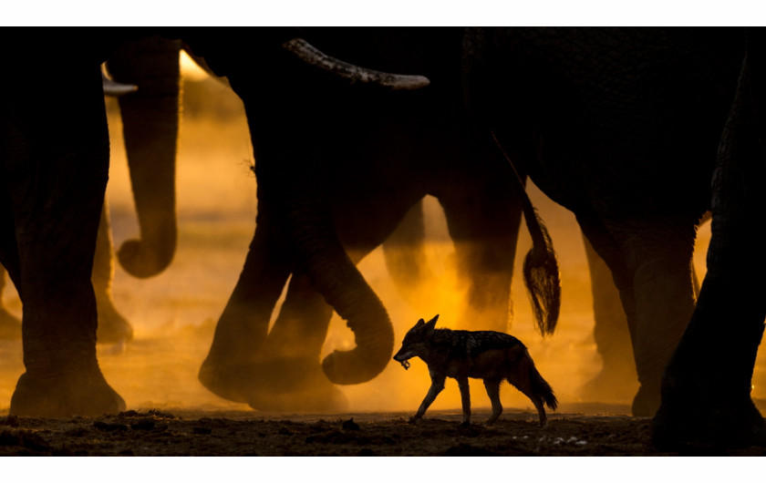 fot. Sarah Skinner, In the footsteps of giants, 1. miejsce w kategorii Ssaki /  GDT Wildlife Photographer of the Year 2017
