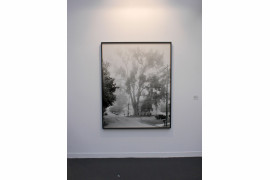 Praca Mitcha Epsteina z cyklu "New York Arbor" (Galerie Thomas Zander).