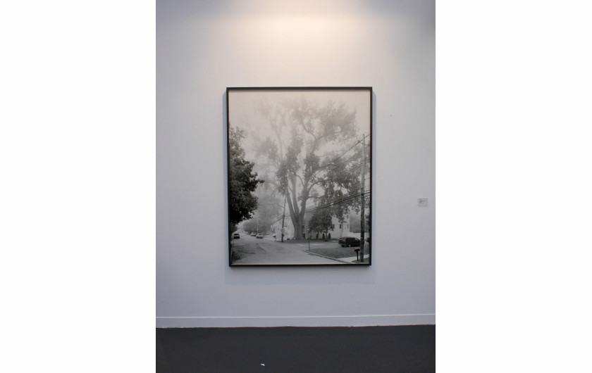 Praca Mitcha Epsteina z cyklu New York Arbor (Galerie Thomas Zander).