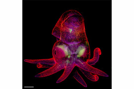 fot. Martyna Lukoseviciute, Carrie Albertin, embrion Octopus bimaculoides, 19. miejsce w konkursie Nikon Small World 2019