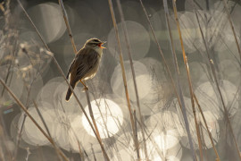 Chris Gomersall - I miejsce w kategorii "Birds in the Environment"