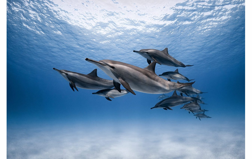 fot. Dmitry Kokh, Dolphins home, 2. miejsce w kat. Underwater / Nature Photographer of the Year 2021