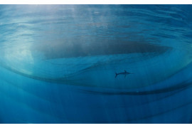 fot Javier Murcia, "The king of the ocean", 1. miejsce w kat. Human and Nature / Nature Photographer of the Year 2021