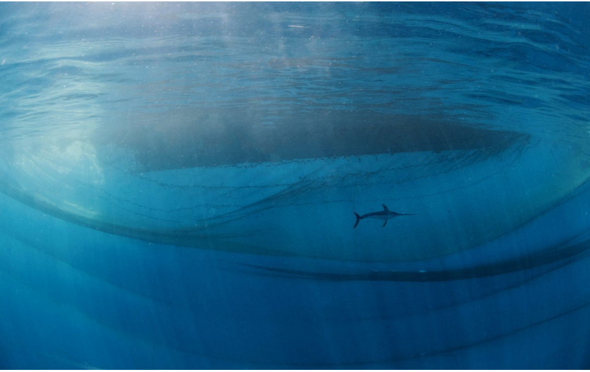 fot Javier Murcia, The king of the ocean, 1. miejsce w kat. Human and Nature / Nature Photographer of the Year 2021