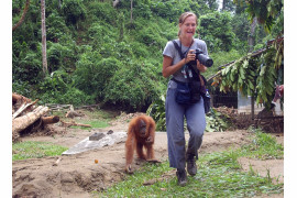 fot. Dessi Ariy. Suzanne Plunkett ścigana przez orangutana (który mógł wyczuć baton granoli w mojej torbie z aparatem), dokumentuje powódź, podczas zlecenia dla Associated Press na Sumatrze w Indonezji, czwartek, 6 listopada 2003 r.

Oswojone orangutany, które polegają na regularnym karmieniu, musiały same sobie radzić, odkąd powódź zniszczyła ich dom w Centrum Rehabilitacji Bukit Lawang Orangutan.