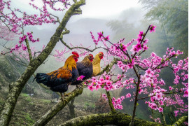 fot. Huan SanDing, "Roosters on a tree", 3. nagroda w kategorii Open.