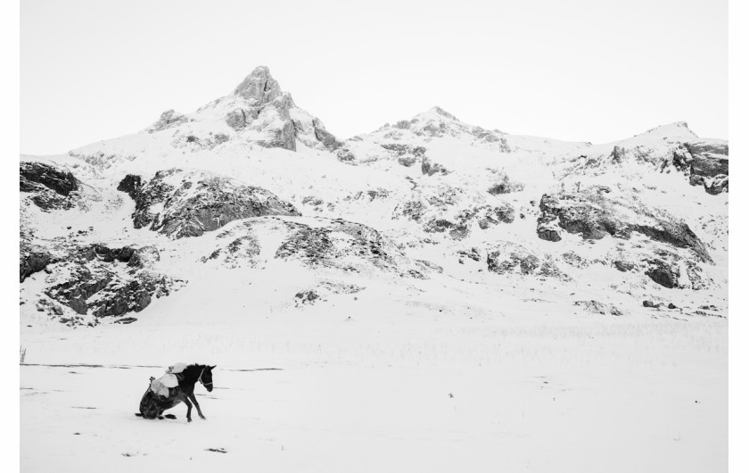 fot. Frederik Buyckx, Belgia, Fotograf Roku SWPA 2017

Horse Head - Koń od zawsze pełnił ważną rolę w na wpół nomadycznym życiu mieszkańców Kirgistanu. Jest niezbędnym przy zaganianiu owiec, a jego mleko i mięso jest ważnym elementem diety mieszkańców. Jest także sposobem na spędzanie wolnego czasu. Kirgijczycy lubią odpoczywać na ich grzbietach i często grają na nich w różnego rodzaju gry, jak na przykład Kok Boru, gdzie drużyny na koniach walczą między sobą o tuszę owcy.