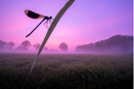 Chris Ruijter, „Fioletowa mgła” / Luminar Bug Photography Awards 2020