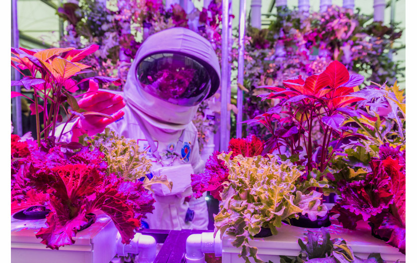 fot. Guy Bell, hydroponiczna uprawa roślin jako żródło pożywienia dla kosmonautów i osób zamieszkujących nieurodzajne tereny, Anglia 2015