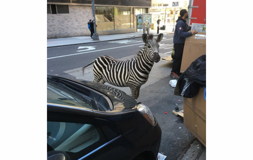 Ta naturalnie wyglądająca zebra to tak naprawdę realnie wyglądająca figurka. 