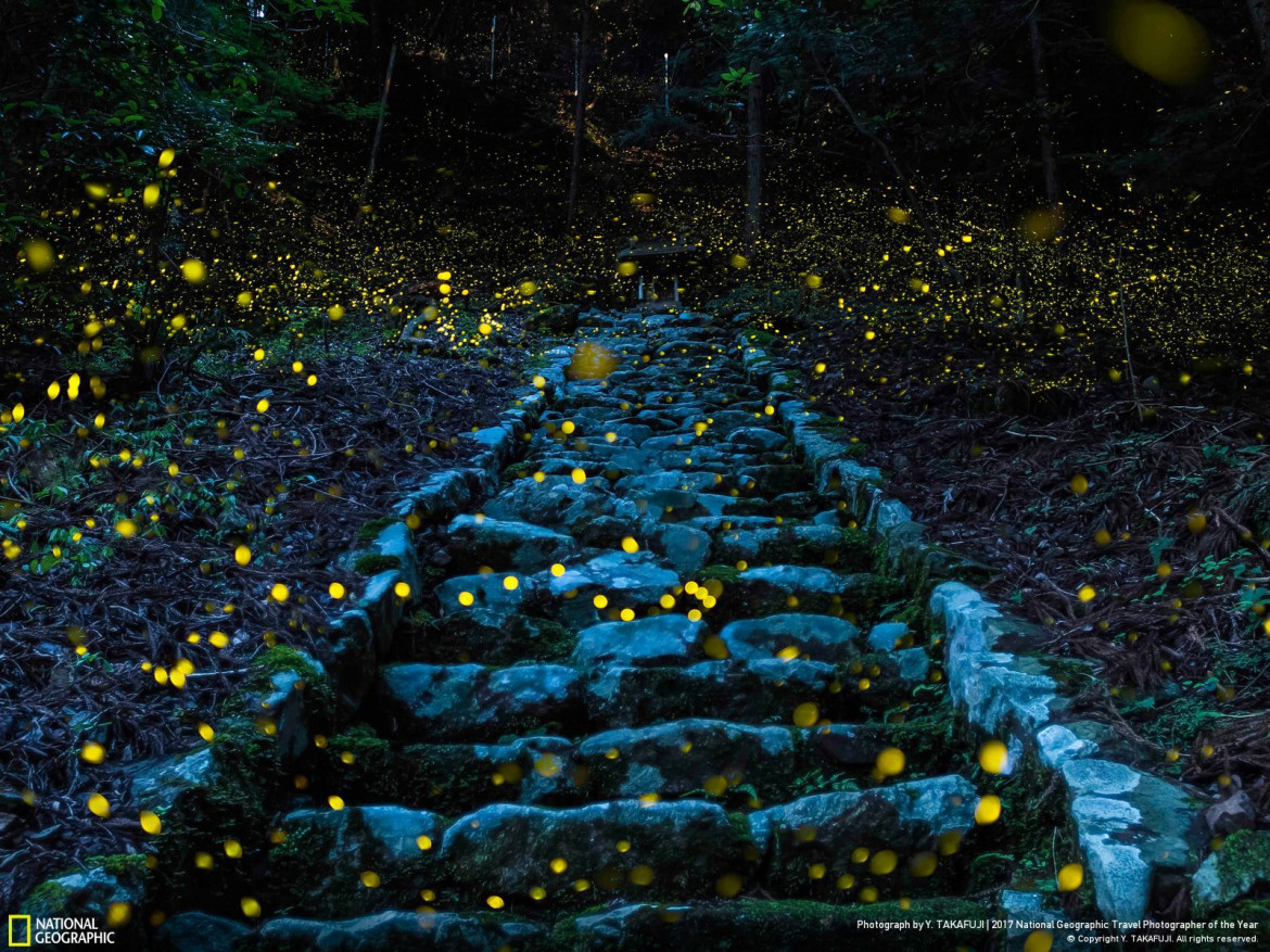 fot. Y. Takafuji, "Forest of the Fairy", wyróżnienie w kategorii Natura
