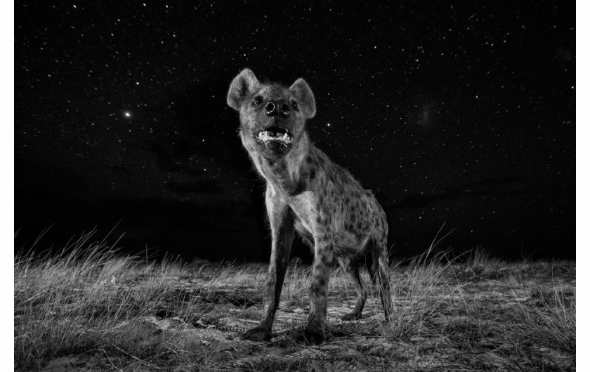 fot. Will Burrard Lucas, UK. z cyklu African Wildlife At Night 1. miejsce w kategorii Świat Natury