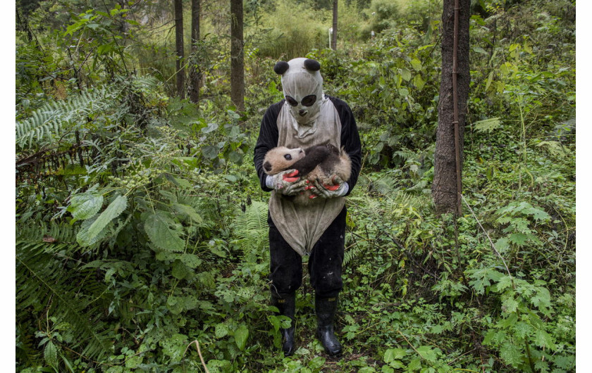 fot. Ami Vitale, USA. 2. miejsce w kategorii Świat Natury

Pandas Gone Wild - Niedźwiedzie Panda stały się jednym z największych symboli walki o ochronę dzikich zwierząt. W związku z ekspansją człowieka, gatunek ten jeszcze niedawno stał na skraju wymarcia. Prowadzony w Chinach od 25 lat program ochrony gatunku sprawił, że popularne misie Panda zostały niedawno wykreślone z listy gatunków zagrożonych, co jednak jest znikomym sukcesem wobec wszystkich problemów chińskich obrońców przyrody.