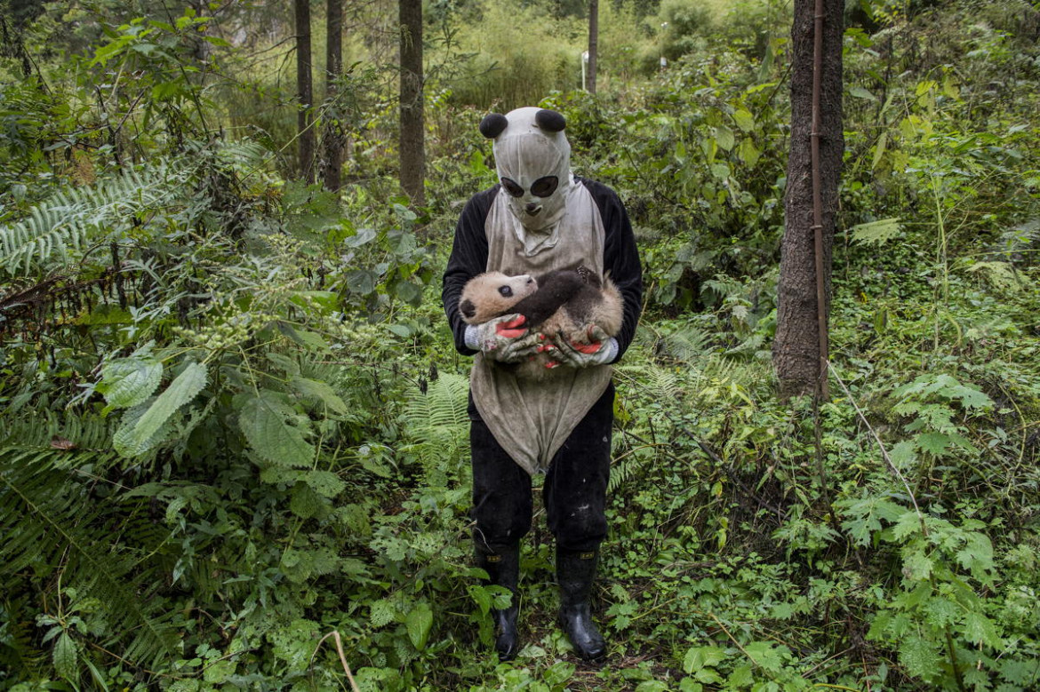 fot. Ami Vitale, USA. 2. miejsce w kategorii Świat Natury

"Pandas Gone Wild" - Niedźwiedzie Panda stały się jednym z największych symboli walki o ochronę dzikich zwierząt. W związku z ekspansją człowieka, gatunek ten jeszcze niedawno stał na skraju wymarcia. Prowadzony w Chinach od 25 lat program ochrony gatunku sprawił, że popularne "misie Panda" zostały niedawno wykreślone z listy gatunków zagrożonych, co jednak jest znikomym sukcesem wobec wszystkich problemów chińskich obrońców przyrody.