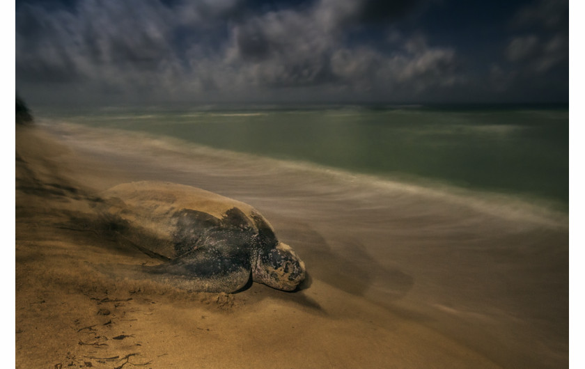 fot. Brian Skerry, The Ancient Ritual, 1. miejsce w kategorii Zachowanie / Płazy i gady

Samica żółwia skórzastego powraca na plażę na Wyspach Dziewiczych, na której sama się wykluła, by złożyć własne jaja.