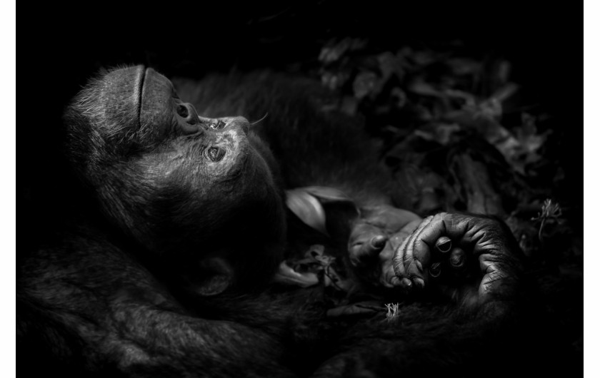 fot. Peter Delaney, Contemplation, 1. miejsce w kategorii Portrety Zwierząt.

