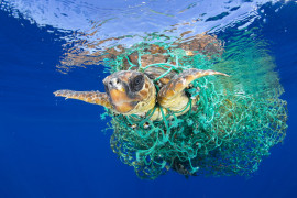 fot. Francis Pérez, "Caretta Caretta Trapped", 1. miejsce w kategorii Nature / Singles.

Żółw morski zaplątany w sieci rybackie u wybrzeży Teneryfy, 8 czerwca 2016 roku.