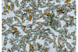 fot. Jaime Rojo, "Monarchs In The Snow", 3. miejsce w kategorii Nature / Singles.

Martwe motyle w lesie El Rosario Butterfly Sanctuary w Michoacan w Meksyku. Owady zginęły w wyniki nieoczekiwanej śnieżycy, które nawiedziła region w marcu, gdy przygotowywały się do migracji do USA i Kanady.