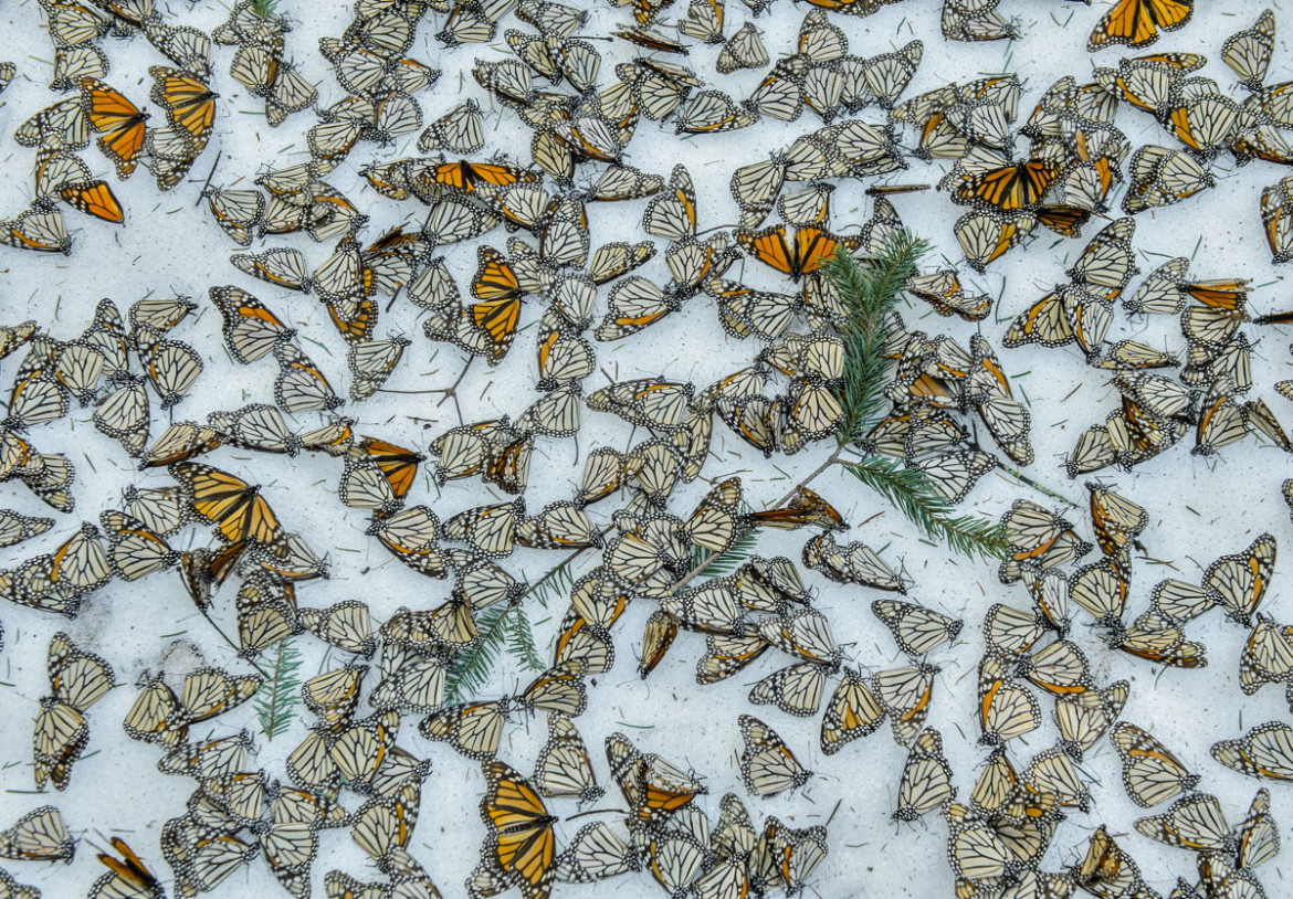 fot. Jaime Rojo, "Monarchs In The Snow", 3. miejsce w kategorii Nature / Singles.

Martwe motyle w lesie El Rosario Butterfly Sanctuary w Michoacan w Meksyku. Owady zginęły w wyniki nieoczekiwanej śnieżycy, które nawiedziła region w marcu, gdy przygotowywały się do migracji do USA i Kanady.