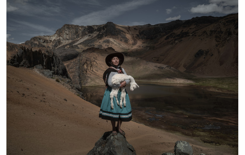 fot. Alessandro Cinque, Pulitzer Center, National Geographic, nominacja z regionu Ameryki Południowej / World Press Photo 2023Niezwykle ważne dla życia ludzi w peruwiańskich Andach alpaki stają przed nowymi wyzwaniami związanymi z kryzysem klimatycznym. Wraz z kurczeniem się naturalnych pastwisk i cofaniem się lodowców, zwierzęta te mają coraz większe problemy z wypasem i nawodnieniem. Z kolei społeczności alpaquero (hodowców alpak) mogą zostać zmuszone do przeniesienia się na większe wysokości lub do porzucenia swojego stylu życia. Aby zwalczyć te trudności, naukowcy mają nadzieję na rozwiązanie problemu poprzez stworzenie ras bardziej odpornych na ekstremalne temperatury. Jury doceniło sposób, w jaki historia ta naświetla, jak kultura i tożsamość są głęboko splecione ze środowiskiem.