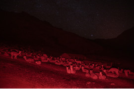fot. Alessandro Cinque, Pulitzer Center, National Geographic, nominacja z regionu Ameryki Południowej / World Press Photo 2023<br></br><br></br>Niezwykle ważne dla życia ludzi w peruwiańskich Andach alpaki stają przed nowymi wyzwaniami związanymi z kryzysem klimatycznym. Wraz z kurczeniem się naturalnych pastwisk i cofaniem się lodowców, zwierzęta te mają coraz większe problemy z wypasem i nawodnieniem. Z kolei społeczności alpaquero (hodowców alpak) mogą zostać zmuszone do przeniesienia się na większe wysokości lub do porzucenia swojego stylu życia. Aby zwalczyć te trudności, naukowcy mają nadzieję na rozwiązanie problemu poprzez stworzenie ras bardziej odpornych na ekstremalne temperatury. Jury doceniło sposób, w jaki historia ta naświetla, jak kultura i tożsamość są głęboko splecione ze środowiskiem.