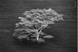 fot. Anna Henly "Isolated" | Zdjęcie uchwycone z helikoptera. Przedstawia pojedyncze drzewo, które rośnie na polu uprawnym na skraju lasu tropikalnego na Kauai (Hawaje). Wytyczone przez człowieka proste linie zaoranego pola są pięknie przerywane przez bardziej niesforny, dziki, wzór gałęzi drzew.