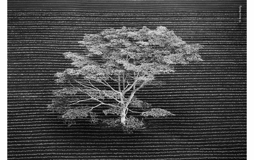 fot. Anna Henly Isolated | Zdjęcie uchwycone z helikoptera. Przedstawia pojedyncze drzewo, które rośnie na polu uprawnym na skraju lasu tropikalnego na Kauai (Hawaje). Wytyczone przez człowieka proste linie zaoranego pola są pięknie przerywane przez bardziej niesforny, dziki, wzór gałęzi drzew.