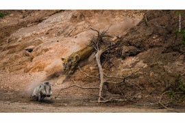 fot. Federico Veronesi "Ambush" | W gorący ranek w Chitake Springs, w Parku Narodowym Mana Pools w Zimbabwe, Federico wypatrzył, jak stara lwica schodzi ze szczytu rzeki. Wyczekiwała na wszystkie mijające zwierzęta, które odwiedzały pobliski wodopój wzdłuż koryta rzeki.