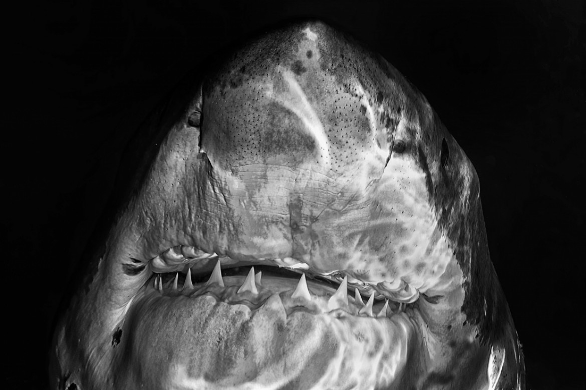 fot. Andrea Izotti, z cyklu  "White Pearl teeth", 2. miejsce w kategorii Nature & Wildlife / Series