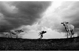 fot. Moni Sankar, (finalista), Pędzenie bydła w Indiach