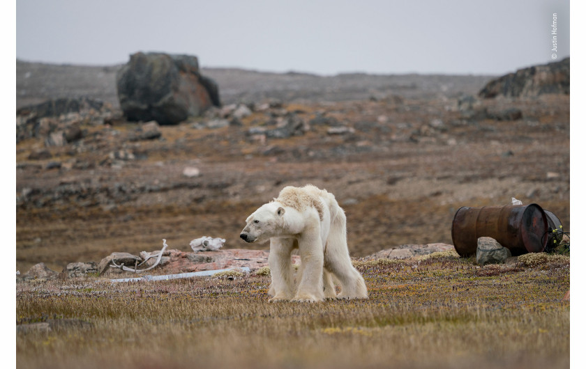 fot. Justin Hofman A Polar Bear’s Struggle | Justin z bólem obserwował tego głodnego niedźwiedzia polarnego w opuszczonym obozie myśliwskim, w kanadyjskiej Arktyce, który powoli podnosił się do pozycji stojącej.