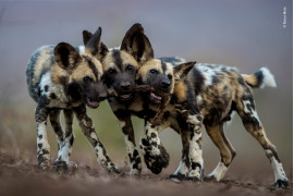 fot. Bence Mate "One Toy, Three Dogs" | Podczas gdy dorosłe afrykańskie dzikie psy są bezlitosnymi zabójcami, ich młode są niezwykle urocze - bawią się przez cały dzień. Bence sfotografował tych braci w Mkuze w Południowej Afryce - wszyscy chcieli bawić się nogą impala i próbowali ją przeciągnąć w trzech różnych kierunkach!