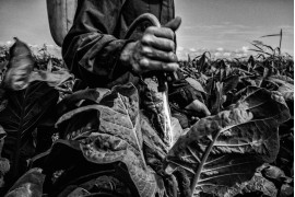 fot. César Rodríguez, Uprawa tytoniu w Meksyku, 50-letni rolnik rozpyla trujące pestycydy, które w kontakcie ze skórą mogłyby zabić. Mieszanka jest zabroniona wszędzie poza uprawami tytoniu.