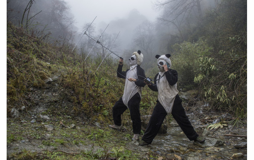fot. Ammi Vitale, Pandas Gone Wild, 2. miejsce w kategorii Nature / Stories.

Niedźwiedzie Panda stały się jednym z największych symboli walki o ochronę dzikich zwierząt. W związku z ekspansją człowieka, gatunek ten jeszcze niedawno stał na skraju wymarcia. Prowadzony w Chinach od 25 lat program ochrony  gatunku sprawił, że popularne misie Panda zostały niedawno wykreślone z listy gatunków zagrożonych, co jednak jest znikomym sukcesem wobec wszystkich problemów chińskich obrońców przyrody. 