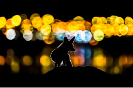 fot. Mohammad Murad, "Colorful Night", wyróżnienie w kat. Animals in their Environment / Siena International Photo Awards 2020<br></br>Młody lis na tle świateł Kuwejtu. Aby zrobić to zdjęcie fotograf śledził tę lisią rodzinę przez 2 miesiące.