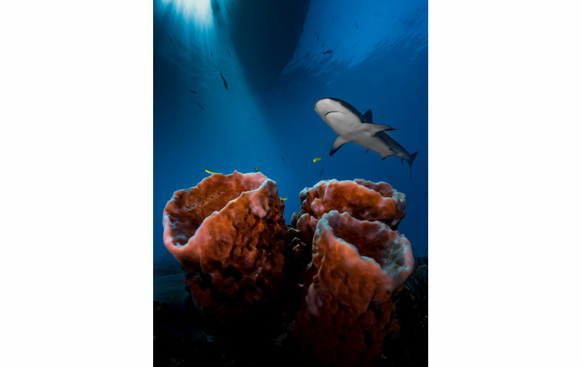 fot. Pier Mane - Up & Coming Underwater Photographer of the Year 2016