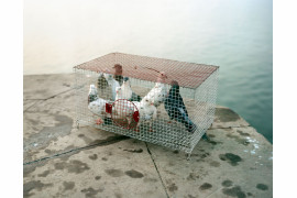 fot. Balázs Turós - "The Nature of Things" / Węgry