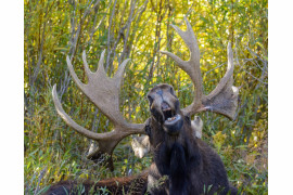 fot. Mary Hone, "The Singing Moose", Comedy Wildlife Photography Awards 2018