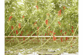 Tomato trusses in Middenmeer, the Netherlands (c) Henrik Spohler, dzięki uprzejmości Hatje Cantz