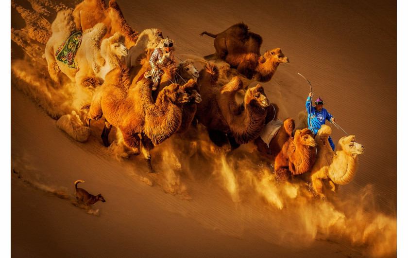 Weiguo Hu, CAMELS IN THE DESERT, II miejsce w kategorii General Color Siena International Photo Awards 2018