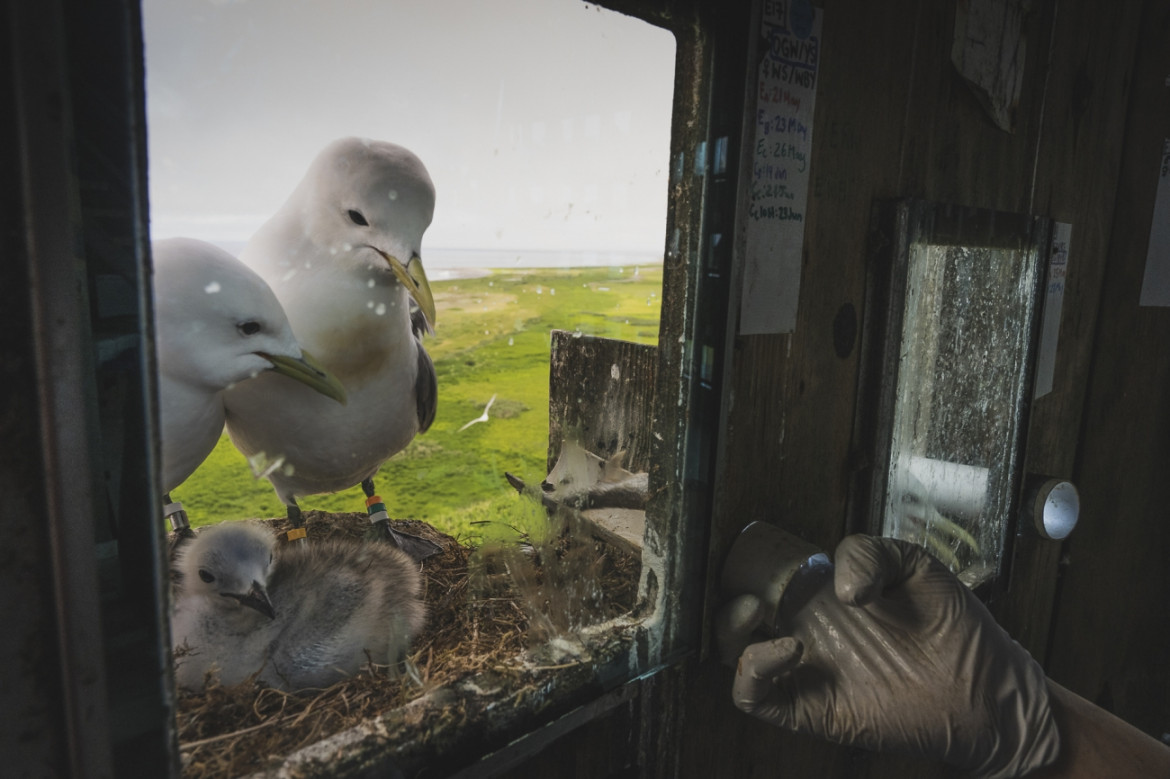 fot. Morgan Heim, "Barometer Birds", 1. nagroda w kat. Storyboard / Siena International Photo Awards 2023 <br></br><br></br>Opuszczona baza sił powietrznych z czasów zimnej wojny na wyspie Middleton u wybrzeży Alaski przekształciła się w siedlisko dla wielu gatunków ptaków. Wraz z opuszczeniem bazy przez wojsko amerykańskie w połowie lat sześćdziesiątych, stała się ona sanktuarium dla tysięcy ptaków morskich, takich jak rybitwy czarnonogie, kormorany, maskonury, alczyki i mewy pospolite. Niewielka grupa międzynarodowych naukowców zamieszkała na wyspie, aby badać ptaki i uczyć się o zmieniającym się stanie naszych oceanów. Ptaki te służą jako ważny wskaźnik głębokości oceanu i stanu rybołówstwa, zwłaszcza w obszarach poza zasięgiem człowieka.