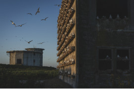 fot. Morgan Heim, "Barometer Birds", 1. nagroda w kat. Storyboard / Siena International Photo Awards 2023 <br></br><br></br>Opuszczona baza sił powietrznych z czasów zimnej wojny na wyspie Middleton u wybrzeży Alaski przekształciła się w siedlisko dla wielu gatunków ptaków. Wraz z opuszczeniem bazy przez wojsko amerykańskie w połowie lat sześćdziesiątych, stała się ona sanktuarium dla tysięcy ptaków morskich, takich jak rybitwy czarnonogie, kormorany, maskonury, alczyki i mewy pospolite. Niewielka grupa międzynarodowych naukowców zamieszkała na wyspie, aby badać ptaki i uczyć się o zmieniającym się stanie naszych oceanów. Ptaki te służą jako ważny wskaźnik głębokości oceanu i stanu rybołówstwa, zwłaszcza w obszarach poza zasięgiem człowieka.