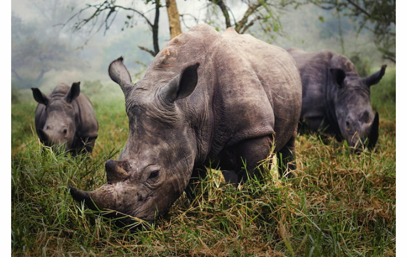 Wyróżnienie, fot. Stefane Berube, White Rhinos
