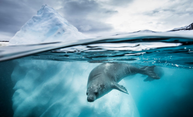 Poczuj moc głębin na zdjęciach laureatów Underwater Photographer of the Year 2019