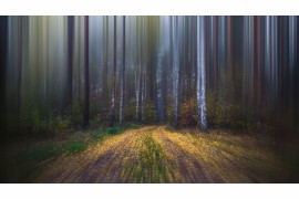 fot. Krzysztof Tollas, "Walking Along the Forest Road", 3. miejsce w kategorii Book (self-published) / Nature