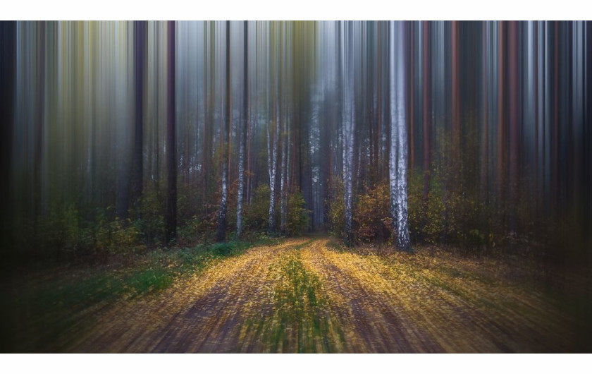 fot. Krzysztof Tollas, Walking Along the Forest Road, 3. miejsce w kategorii Book (self-published) / Nature