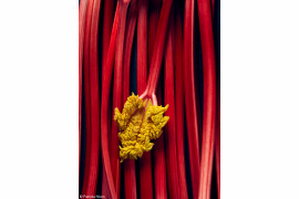 fot. Patricia Niven, "Rhubarb", 1. miejsce w kategorii Production Paradise Previously Published