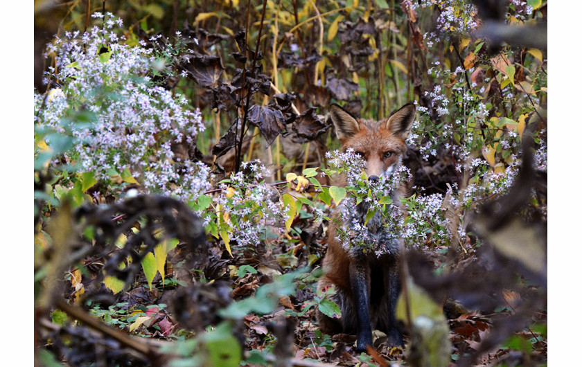 fot. Joanna Wojtal-Kalinowska, nominacja w kat. Wildlife, Mysterious Fox

